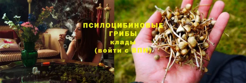 Галлюциногенные грибы Psilocybe  Закаменск 